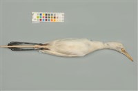 藏品(中白鷺)的圖片